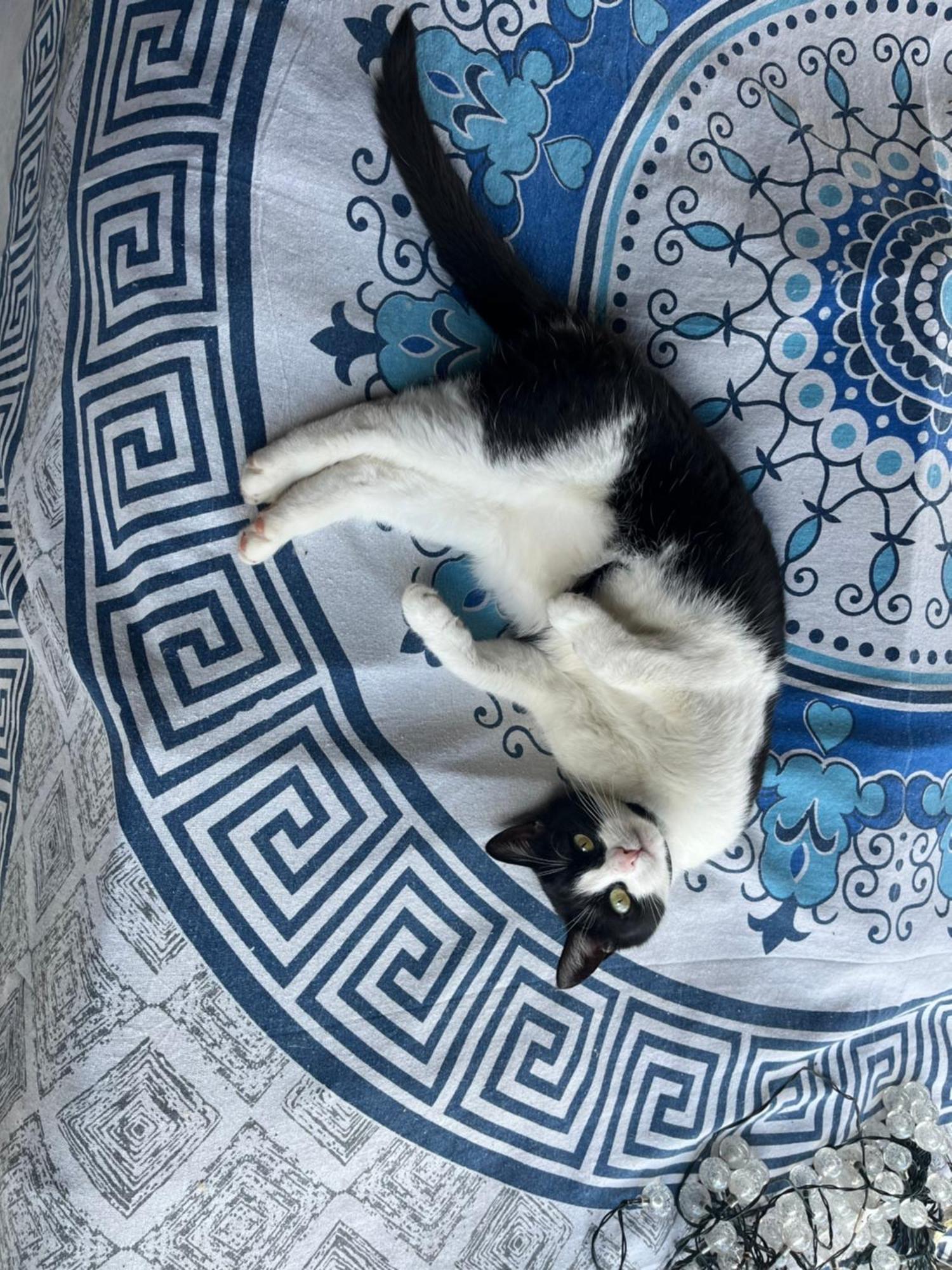 Villa Cat'S House- Dum U Trech Kocek Zdice Esterno foto